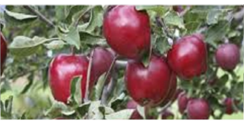 نقش عناصر غذایی و کوددهی در باغات سیب